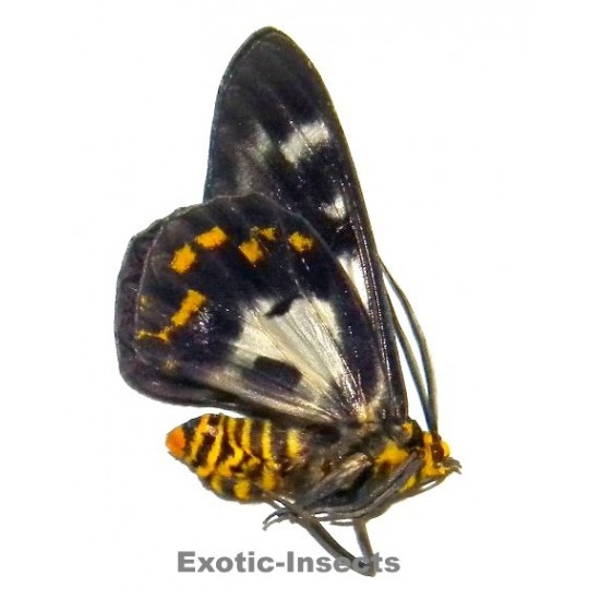 Dysphania numana tentans