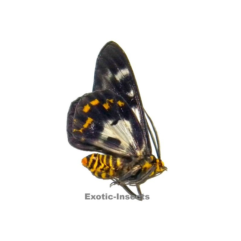 Dysphania numana tentans