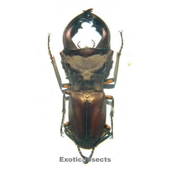 Cyclommatus weinreichi (40-42mm)