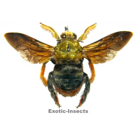 Xylocopa sp.06