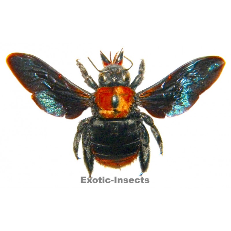 Xylocopa sp.06