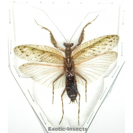 Theopompa sp.01