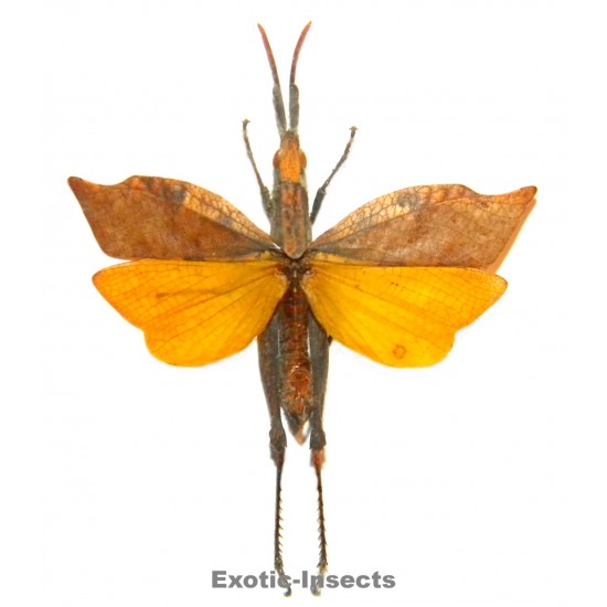 Trigonopteryx celebesia