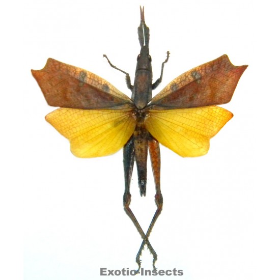 Trigonopteryx celebesia