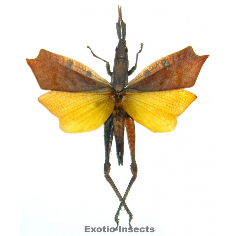 Trigonopteryx celebesia