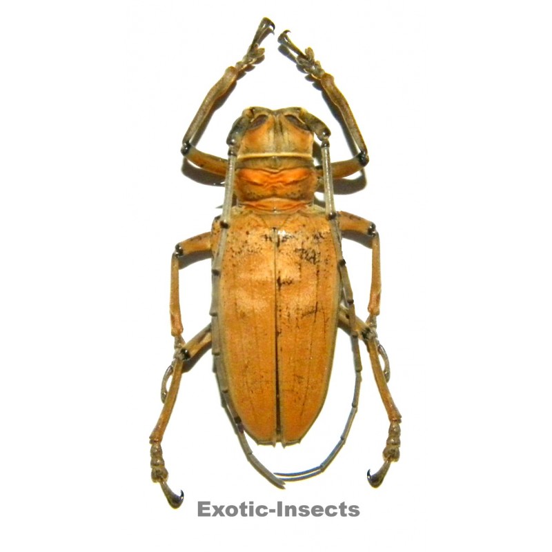 Rosenbergia mandibularis  (50-54mm)