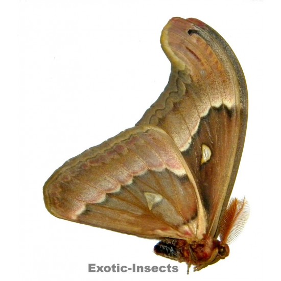 Attacus soembanus