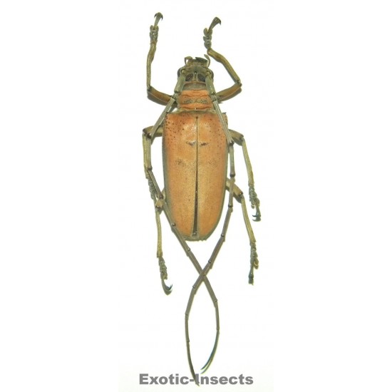 Rosenbergia mandibularis  (40-44mm)