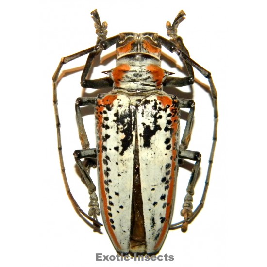 Rosenbergia gilmouri (55mm)
