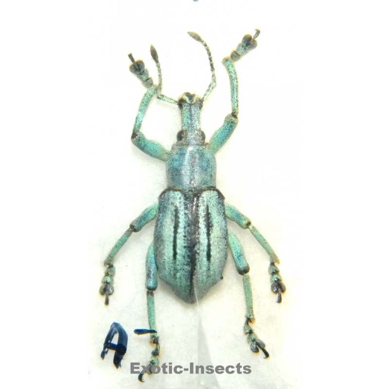 Eupholus marilaurea  SPECIMEN 1