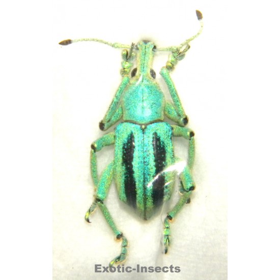 Eupholus marilaurea  SPECIMEN 2