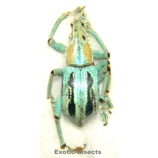 Eupholus marilaurea  SPECIMEN 3