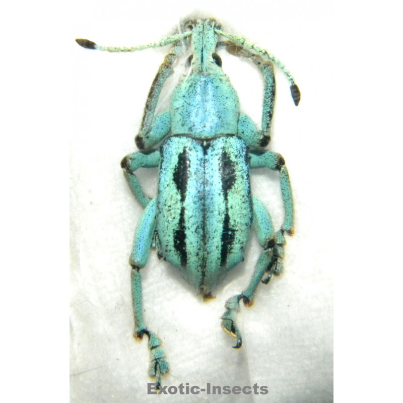 Eupholus marilaurea  SPECIMEN 4