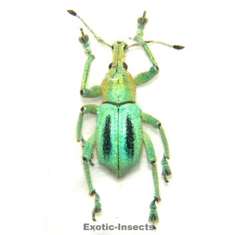 Eupholus marilaurea  SPECIMEN 5