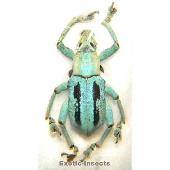 Eupholus marilaurea  SPECIMEN 6