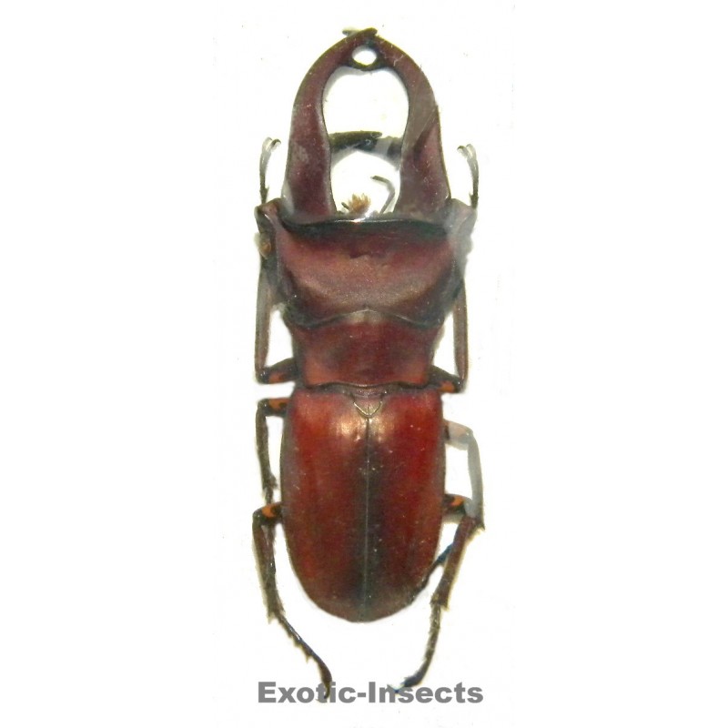Cyclommatus kaupi (40-44mm)