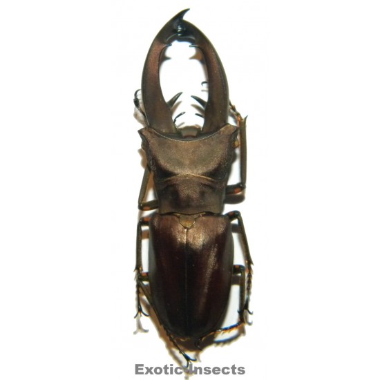 Cyclommatus eximius (46mm)...