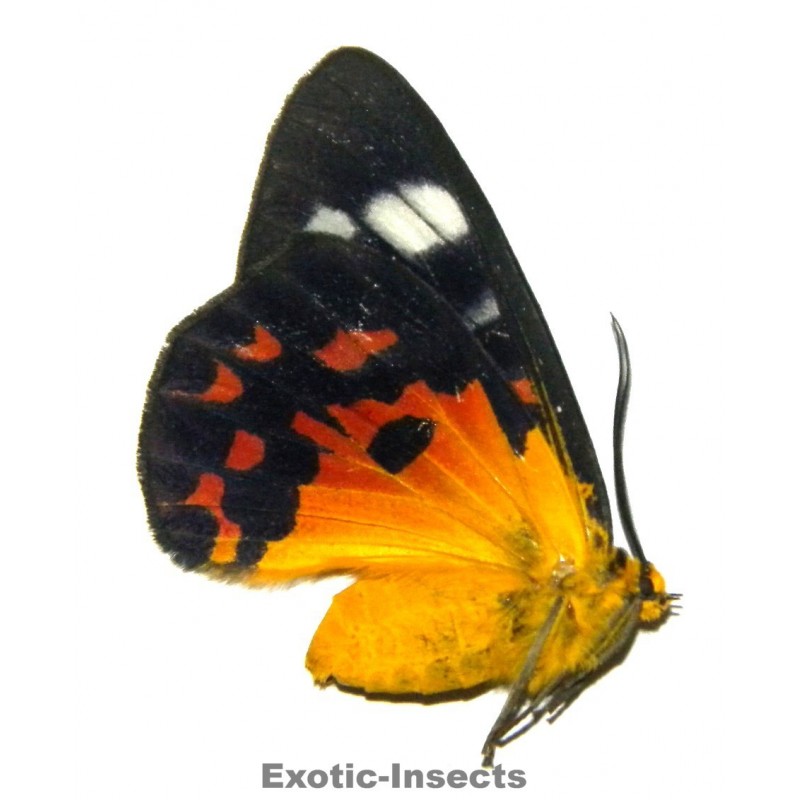 Dysphania cuprina fruhstorferi