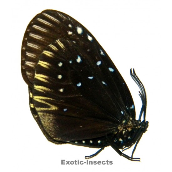 Amesia namouna