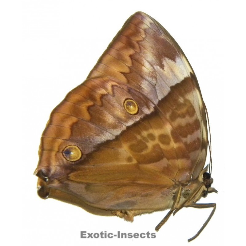 Zeuxidia amethystus zambra