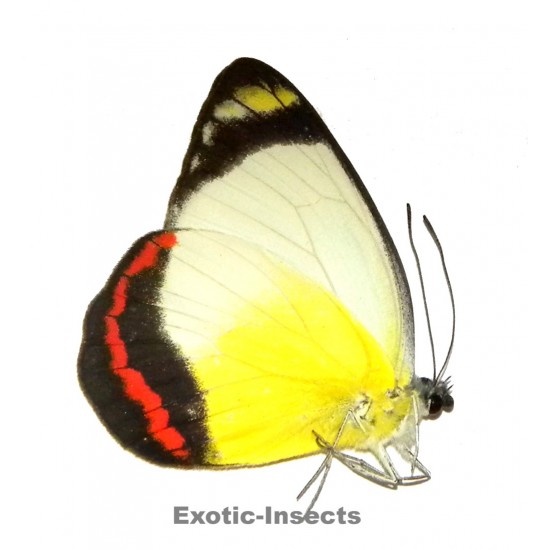 Delias lara hideyoae