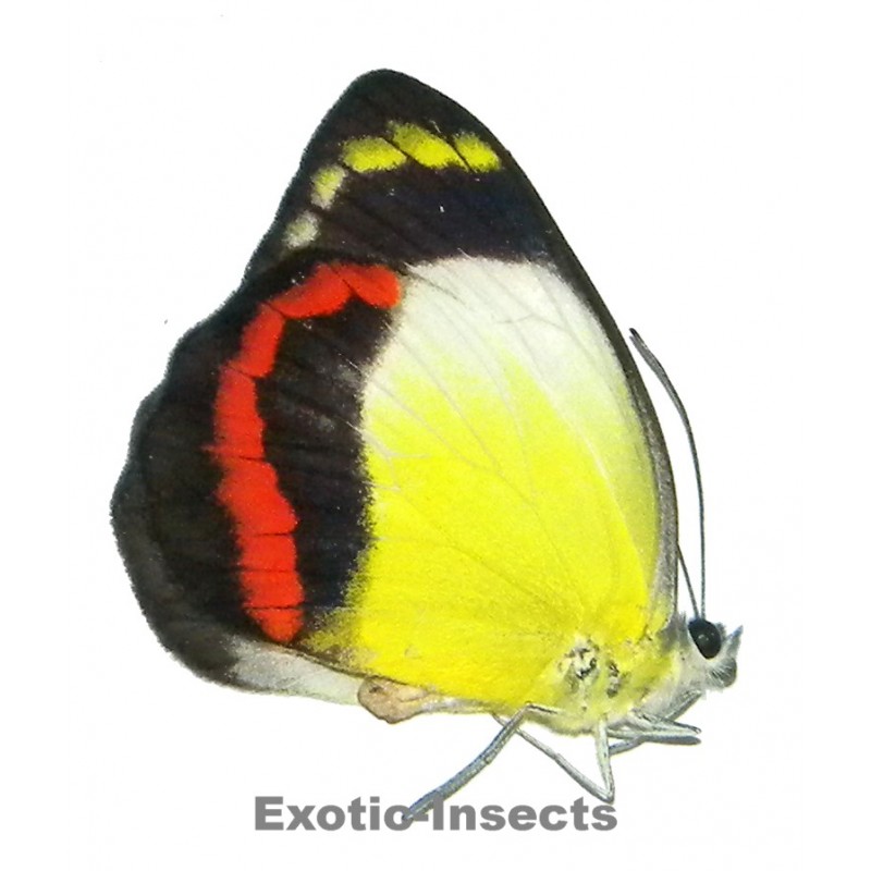 Delias lara hideyoae