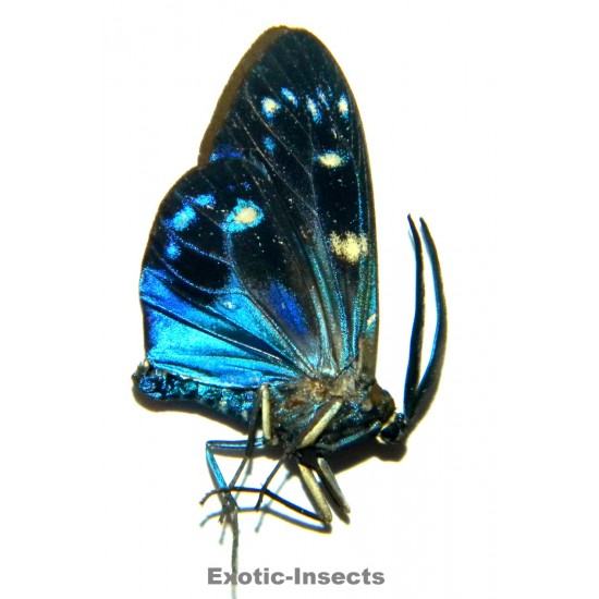 Eterusia subcyanea
