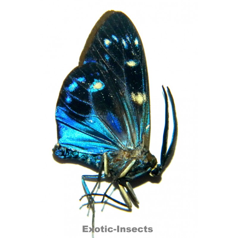 Eterusia subcyanea