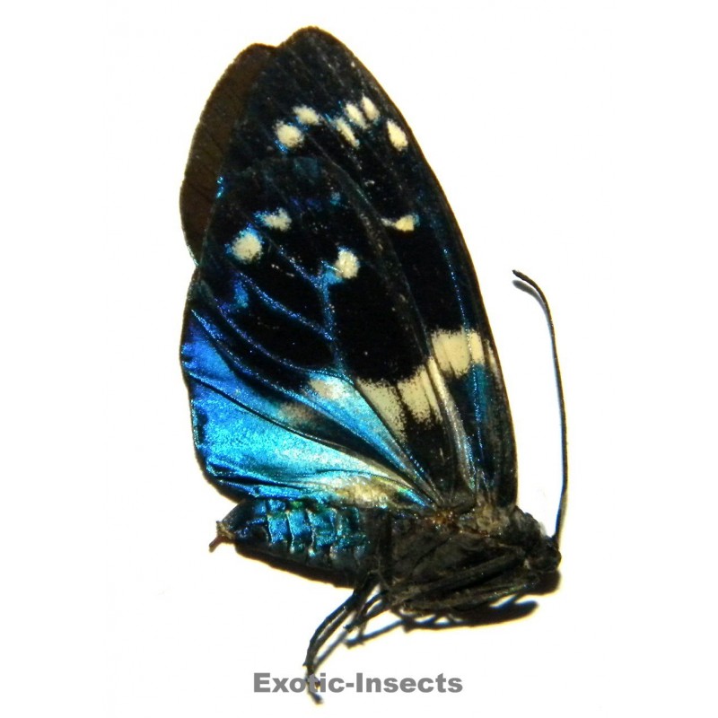Eterusia subcyanea