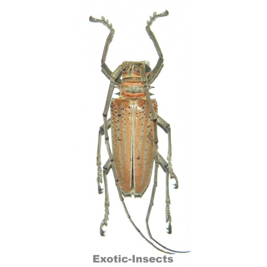 Rosenbergia weiskei (35-39mm)