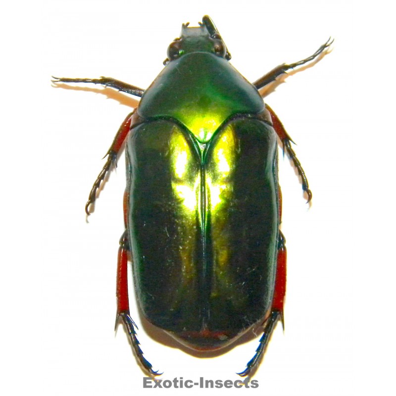 Agestrata sp.01