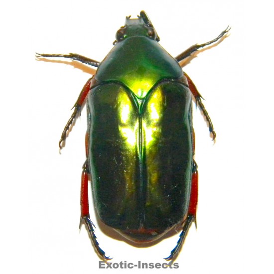 Agestrata sp.01