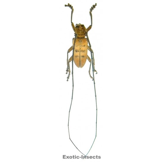 Nemophas tomentosus  (30-34mm)