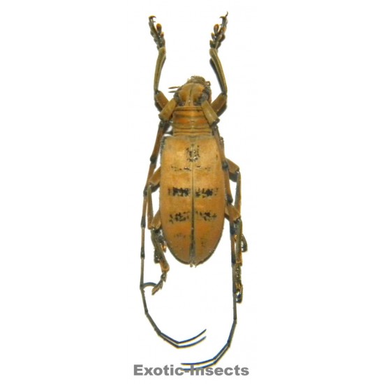 Nemophas tomentosus  (30-34mm)