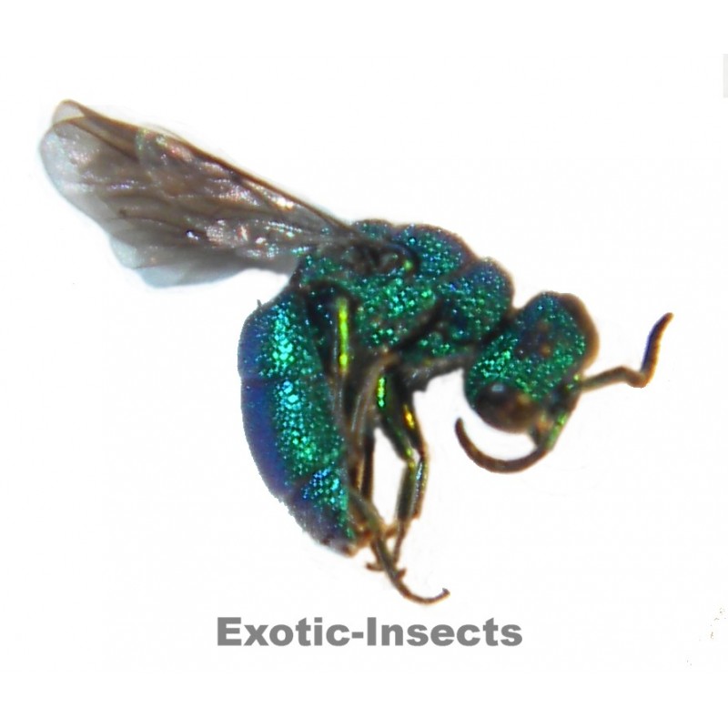 Chrysis annamensis