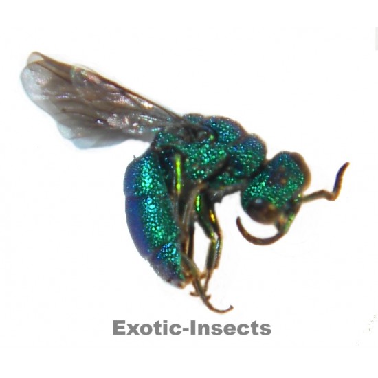 Chrysis annamensis