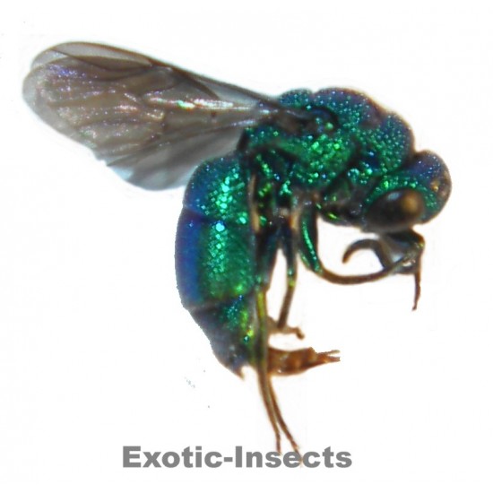 Chrysis annamensis