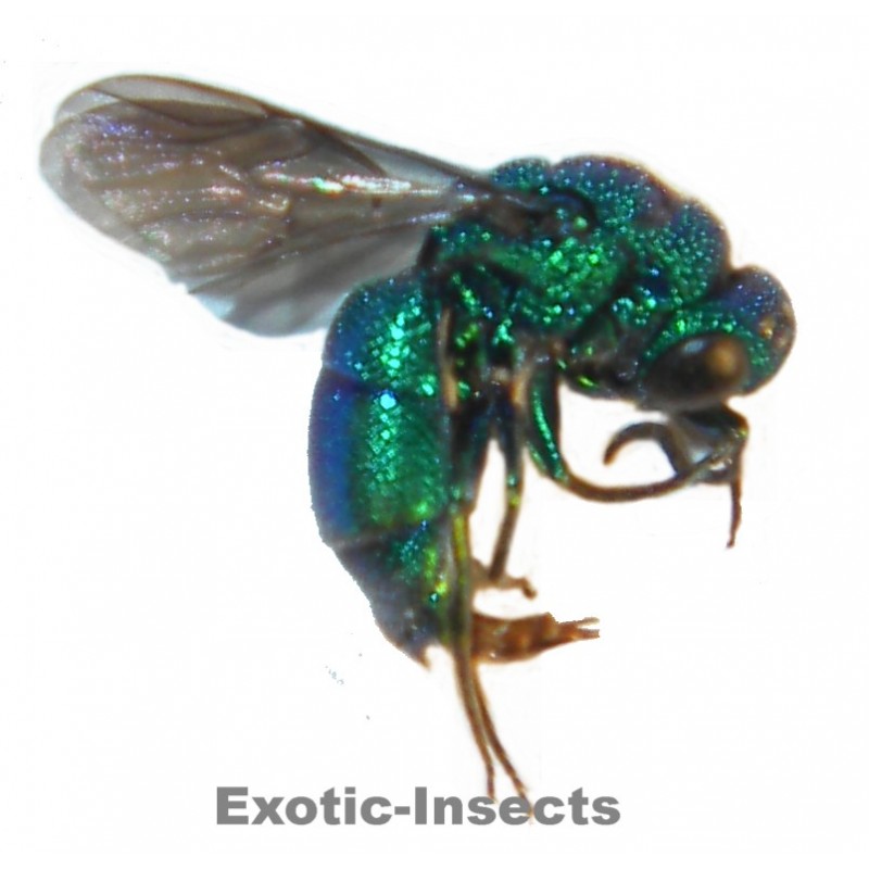 Chrysis annamensis
