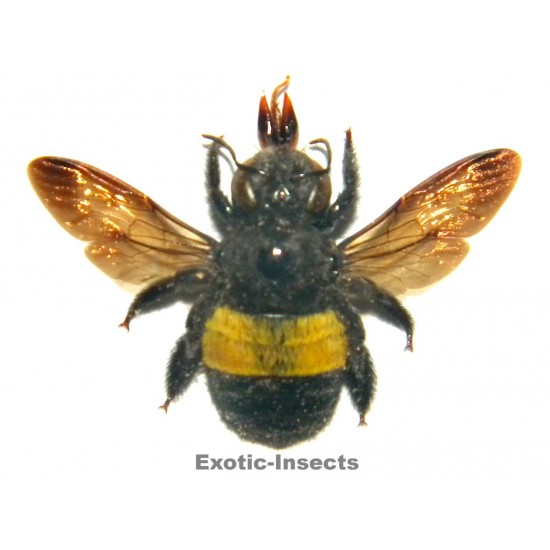 Hymenoptera sp.22
