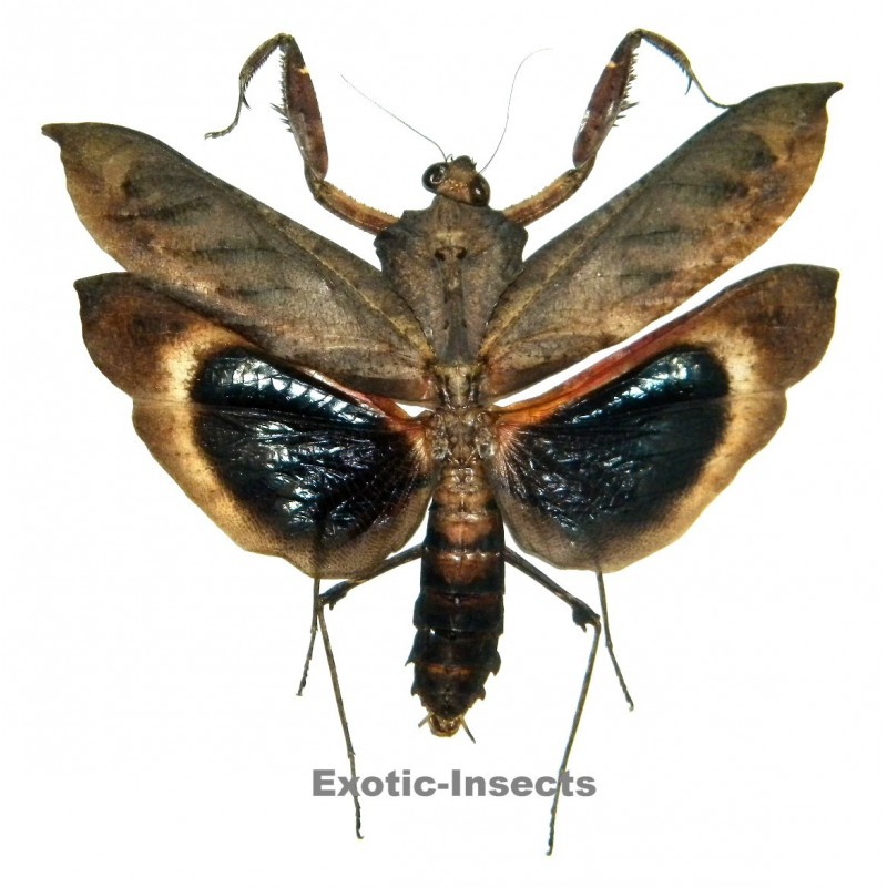 Deroplatys desiccata