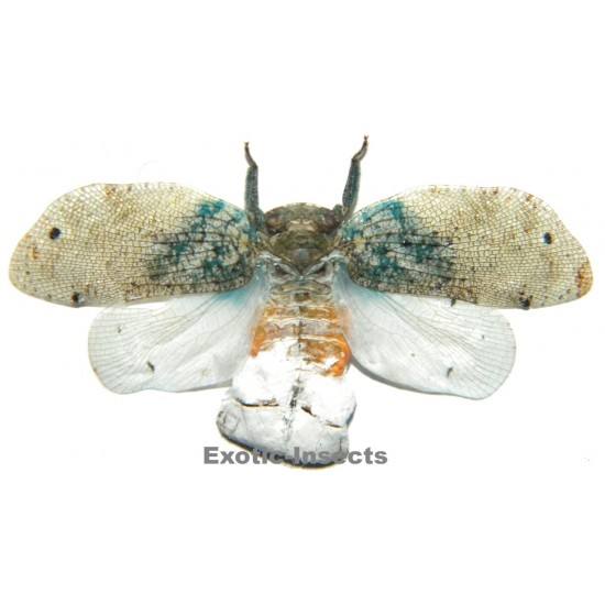Thessitus sp.03