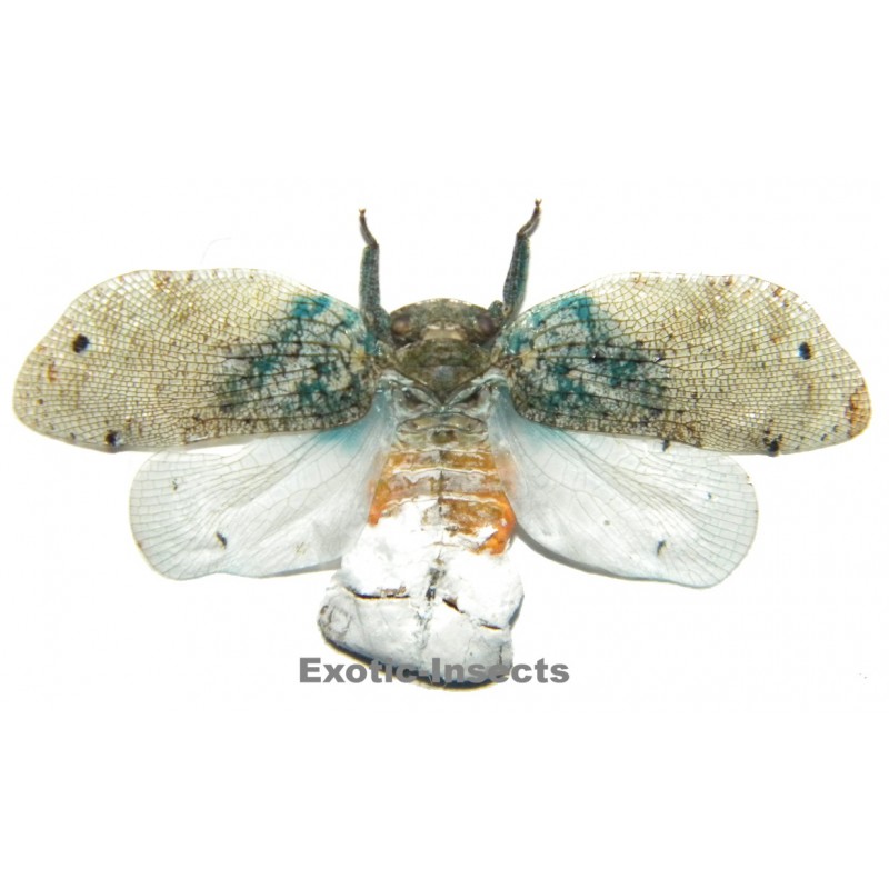 Thessitus sp.03