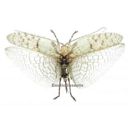 Olcinia sp.01