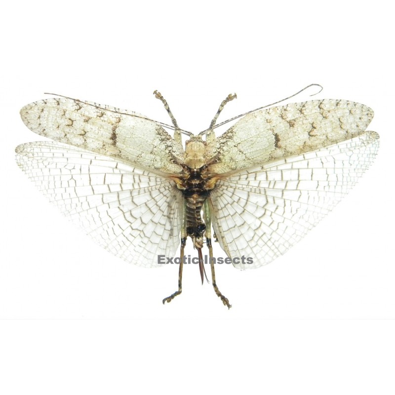 Olcinia sp.01