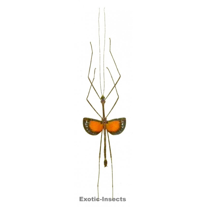 Pseudodiacantha macklottii