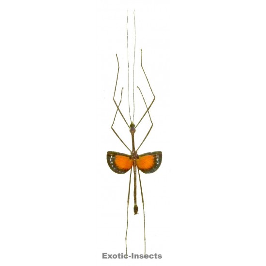 Pseudodiacantha macklottii