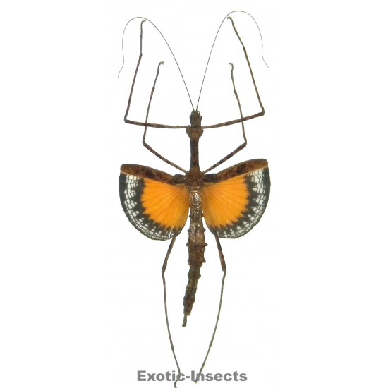 Pseudodiacantha macklottii