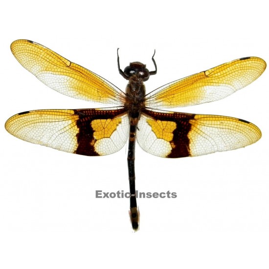 Chlorogomphus magnificus