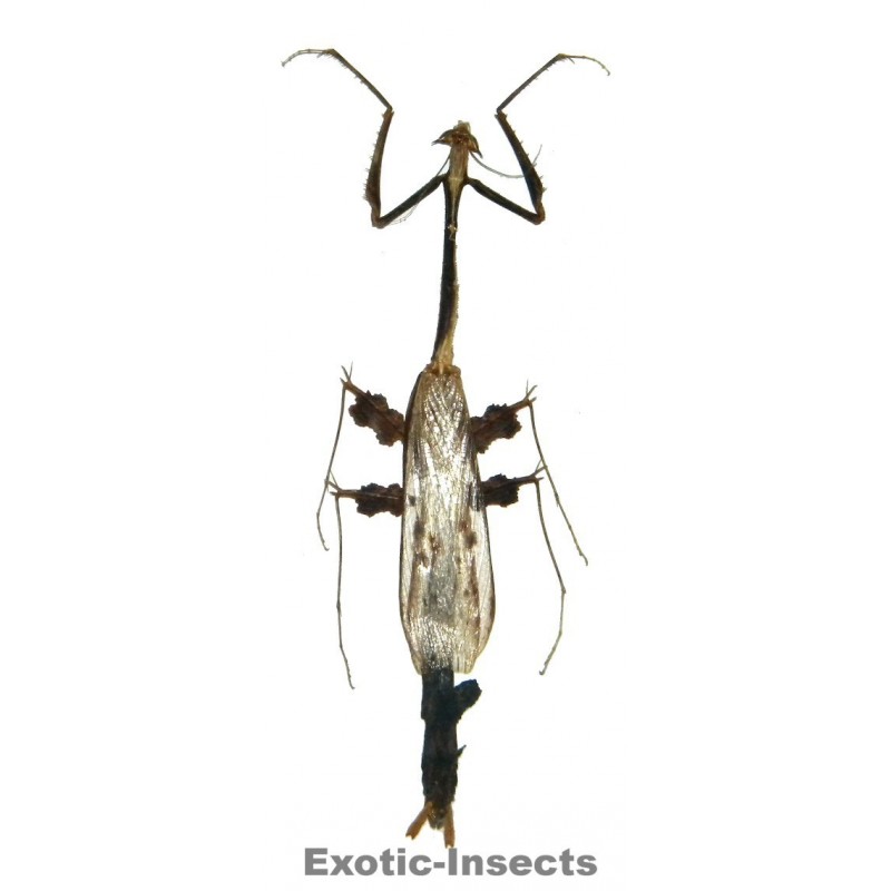 Toxodera hauseri CLOSED WINGS
