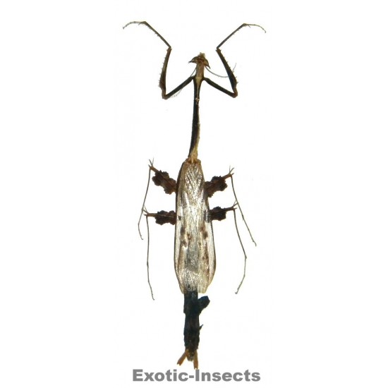 Toxodera hauseri CLOSED WINGS